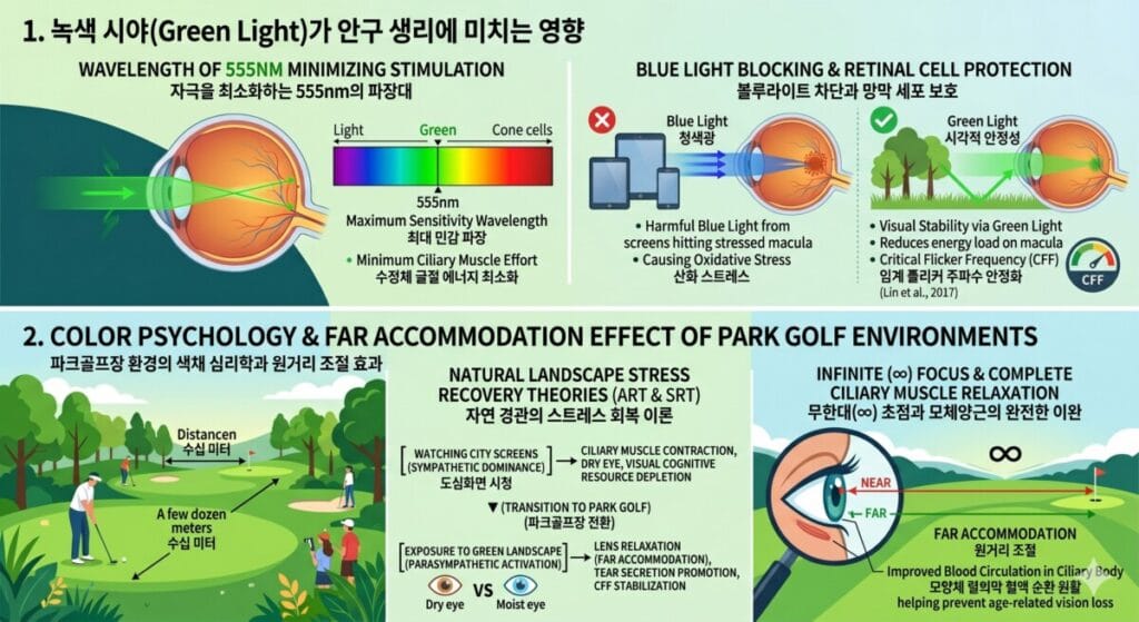 파크골프장 환경과 녹색 시야가 안구 생리 및 심리에 미치는 긍정적인 영향을 설명하는 교육용 인포그래픽. 상단과 하단 두 개의 큰 섹션으로 나뉘어 있으며, 각 섹션은 영어와 한국어 텍스트, 그리고 과학적인 일러스트를 포함하고 있습니다.1. 상단 섹션: "1. 녹색 시야(Green Light)가 안구 생리에 미치는 영향"
- 좌측: 눈의 단면도 위로 555nm 파장의 녹색 광선이 들어와 망막에 정확히 초점을 맺는 모습. 가시광선 스펙트럼 차트에서 555nm 녹색 대역이 '최대 민감 파장' 및 '수정체 굴절 에너지 최소화'로 표시됨.
- 우측: 블루라이트 차단과 망막 세포 보호 비교. 왼쪽에는 스마트폰과 태블릿에서 나오는 청색광이 눈망막(황반)에 산화 스트레스를 유발하는 모습(빨간색 X 표시). 오른쪽에는 나무와 잔디가 반사하는 녹색광이 눈을 편안하게 하고 임계 플리커 주파수(CFF)를 안정화하는 모습(초록색 체크 표시).2. 하단 섹션: "2. COLOR PSYCHOLOGY & FAR ACCOMMODATION EFFECT OF PARK GOLF ENVIRONMENTS (파크골프장 환경의 색채 심리학과 원거리 조절 효과)"
- 좌측: 푸른 잔디와 나무가 우거진 파크골프장에서 사람들이 골프를 즐기는 평화로운 풍교 일러스트. '수십 미터 전방'이라는 거리감이 강조됨.
- 중앙: 자연 경관의 스트레스 회복 이론(ART & SRT) 흐름도. 도심 화면 시청 시 교감신경 우위로 모체양근 수축 및 안구 건조가 유발되나, 파크골프장 전환 시 부교감신경 활성화로 수정체 이완과 눈물 분비가 촉진됨을 건조한 눈과 촉촉한 눈의 비교 아이콘으로 표현.
- 우측: 돋보기로 확대된 눈 일러스트와 무한대(∞) 기호. 가까운 곳(NEAR)을 볼 때와 먼 곳(FAR)을 볼 때의 초점 변화를 보여주며, 원거리 조절을 통해 모체양근이 완전히 이완되고 모양체 혈외막의 혈액 순환이 원활해짐을 시각화함.
