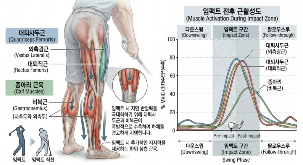 골프 스윙 중 임팩트 전후 구간에서 대퇴사두근(외측광근, 대퇴직근)과 종아리 비복근의 해부학적 위치와, 다운스윙부터 팔로우스루까지의 근활성도(MVIC %) 변화를 보여주는 인포그래픽 그래프입니다.